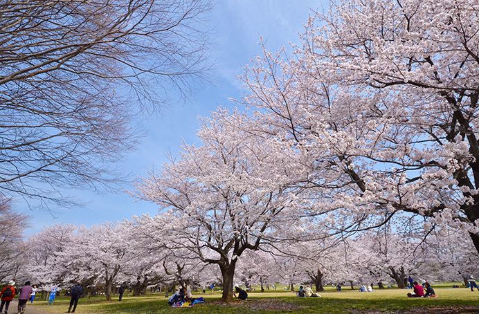 近くの国営昭和記念公園まで4,981m(徒歩63分)