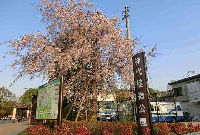 近くの神代植物公園まで1,200m(徒歩15分)