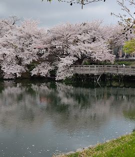 近くの今泉名水桜公園まで772m（徒歩10分）