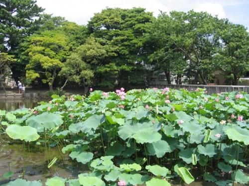 近くのOdakyu OX(オダキュー オーエックス) 江ノ島店まで1,089m(徒歩14分)
