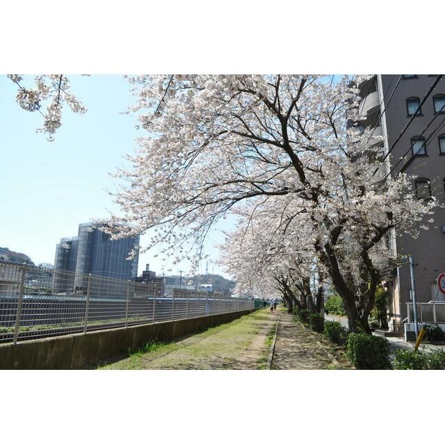 近くの境川沿い散歩道まで105m（徒歩2分）