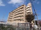 ラフィネセオミの外観