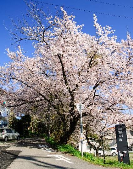 近くの山王公園まで500m（徒歩7分）