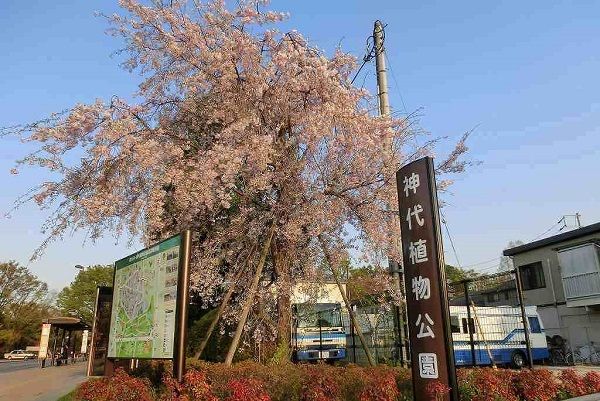 近くの神代植物公園まで1,200m（徒歩15分）