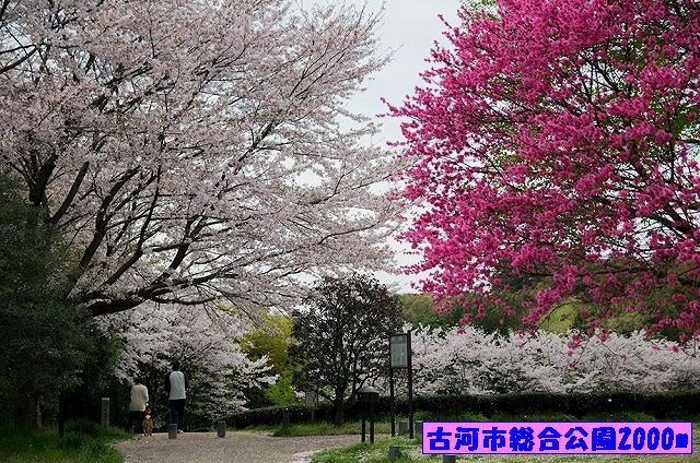 近くの古河市総合公園まで2,000m（徒歩25分）