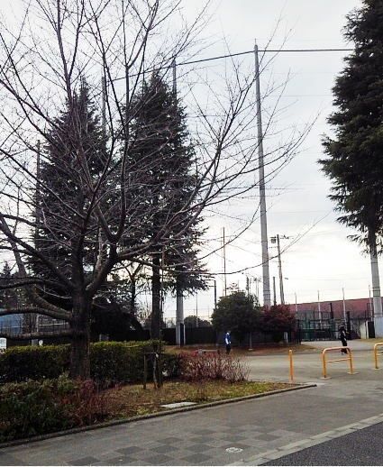 近くの昭和公園まで550m（徒歩7分）