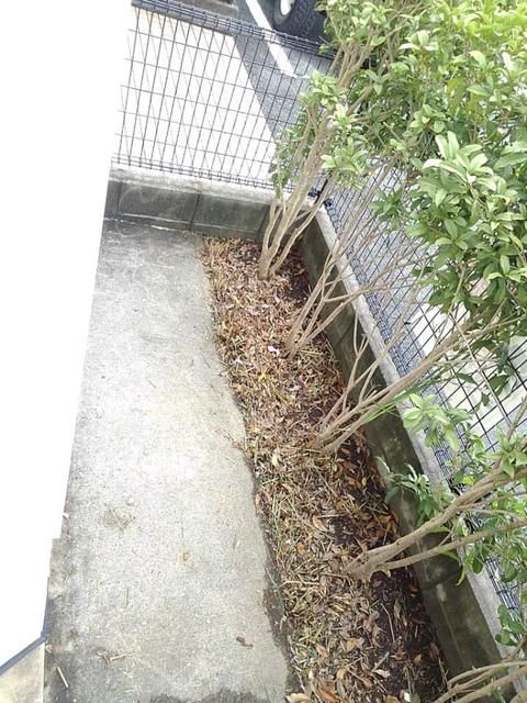 庭