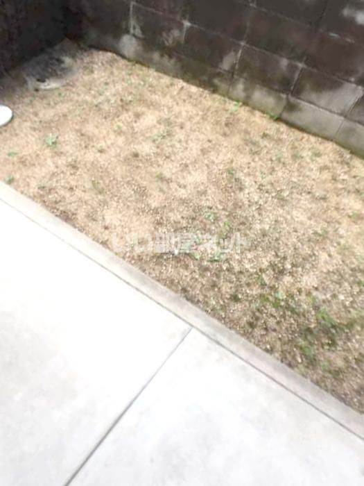 庭