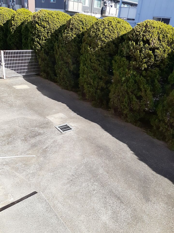 庭
