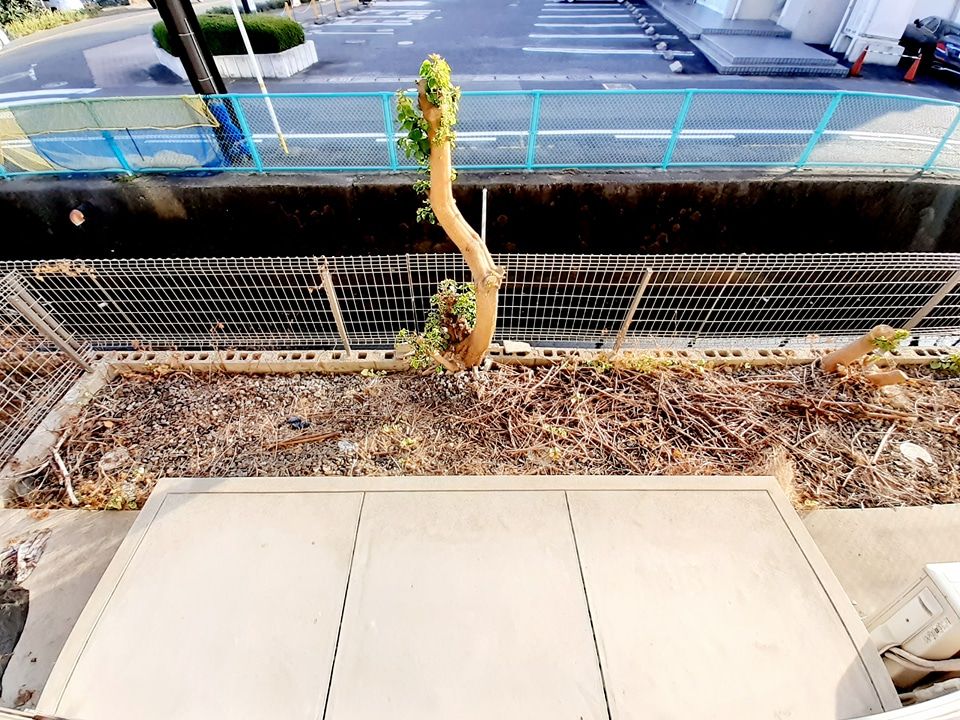 庭