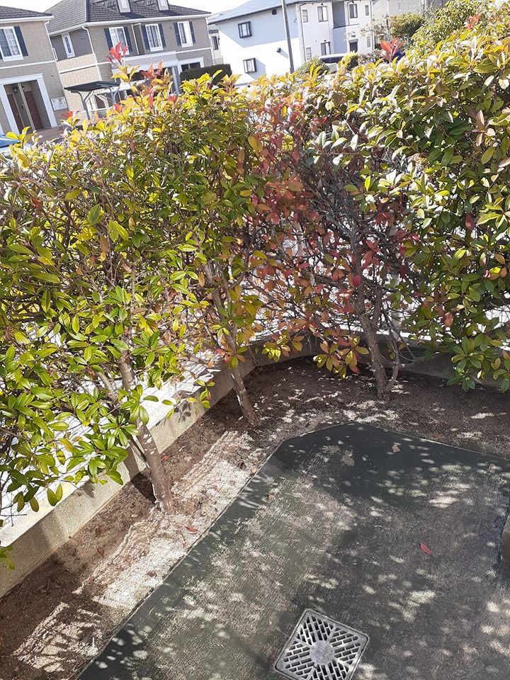 庭