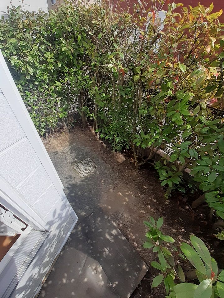 庭