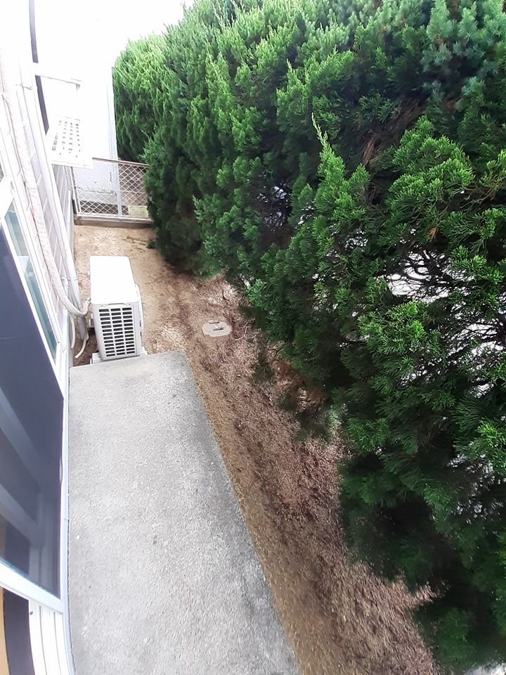 庭