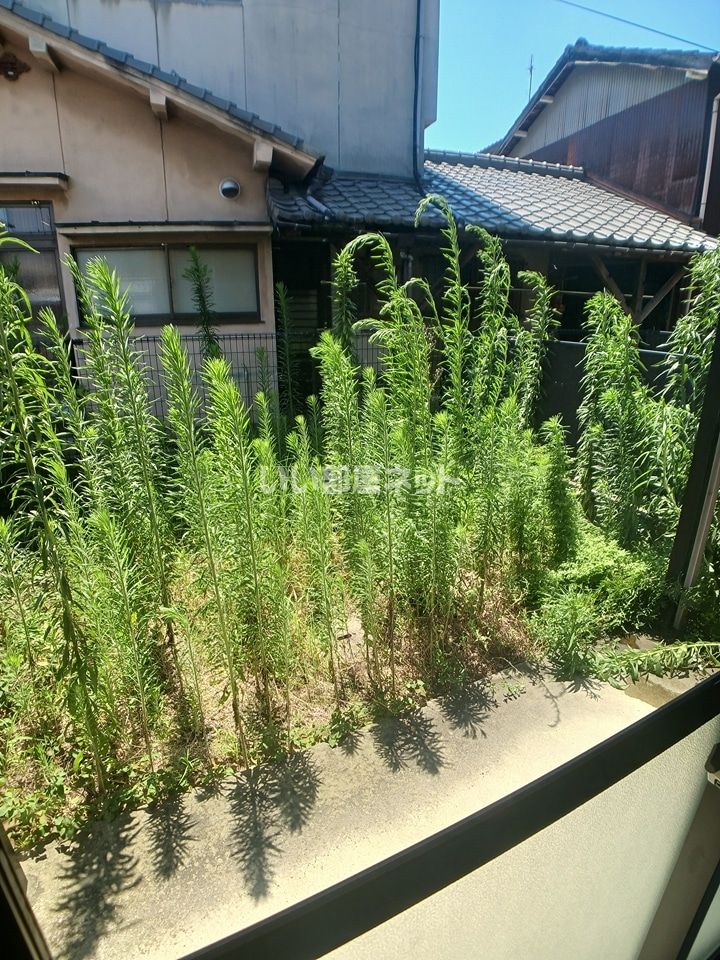 庭