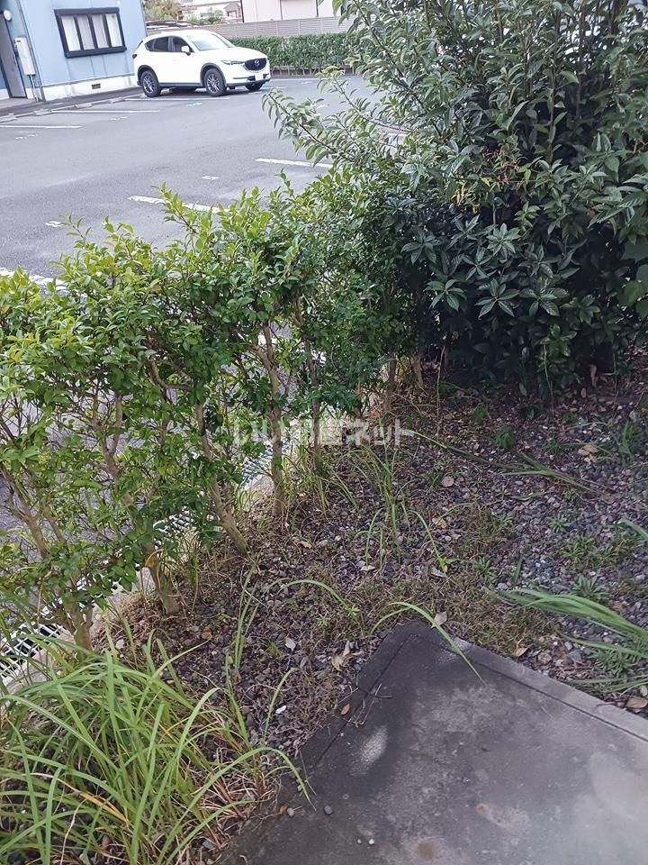 庭