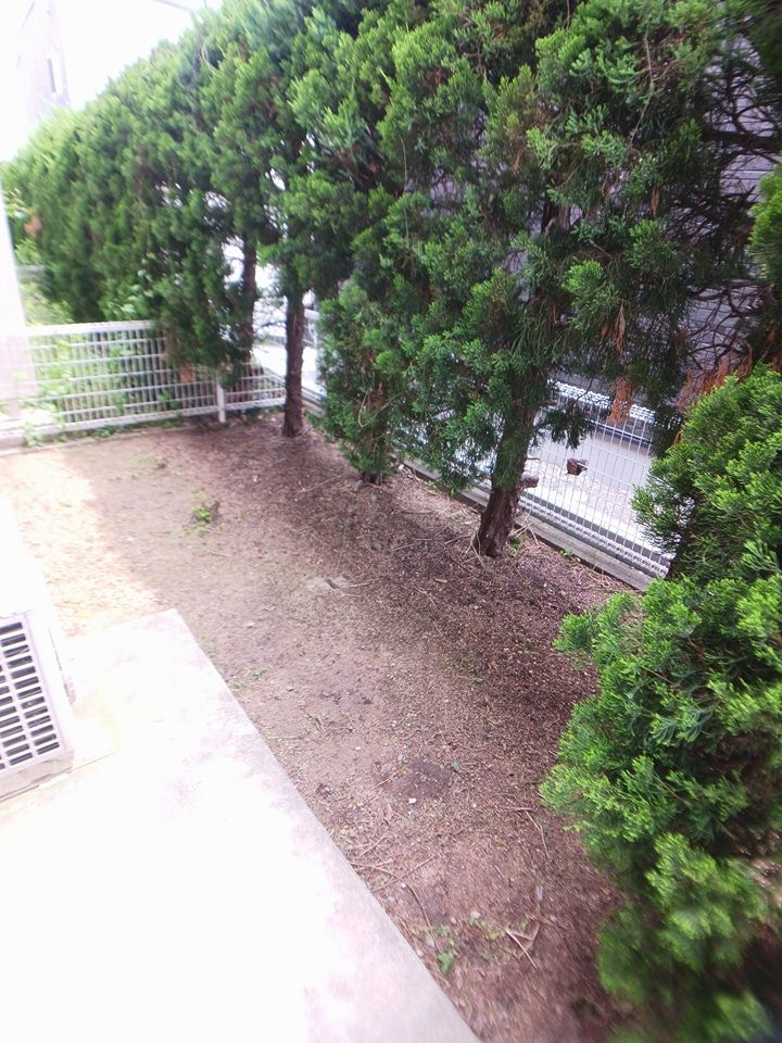 庭