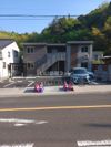 カモミールの外観
