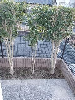 庭