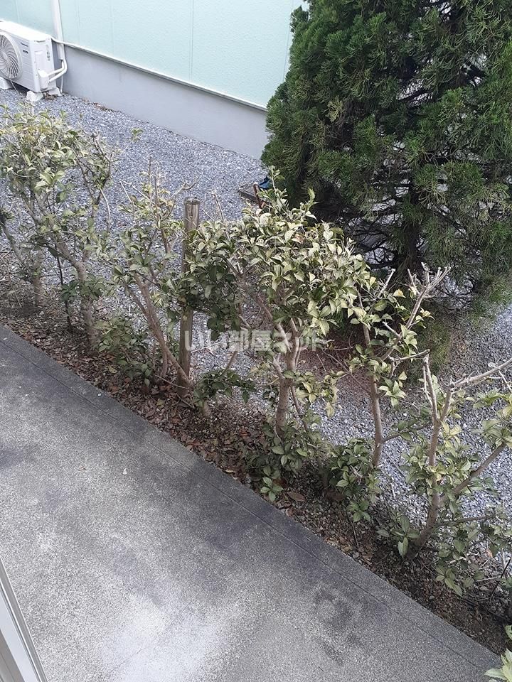 庭