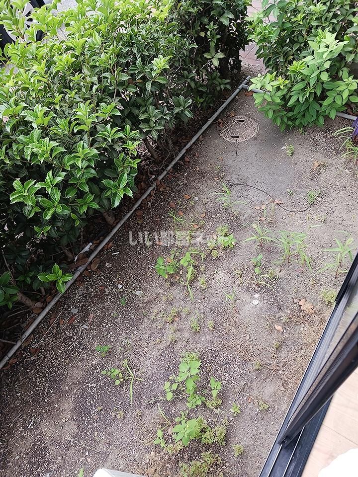 庭
