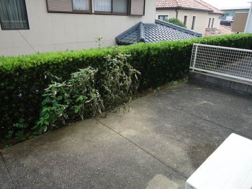 庭