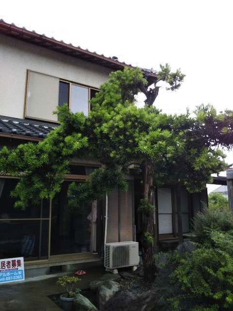 庭