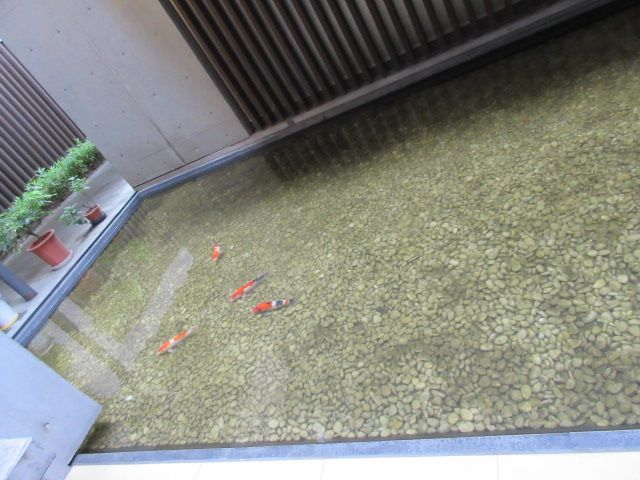 庭
