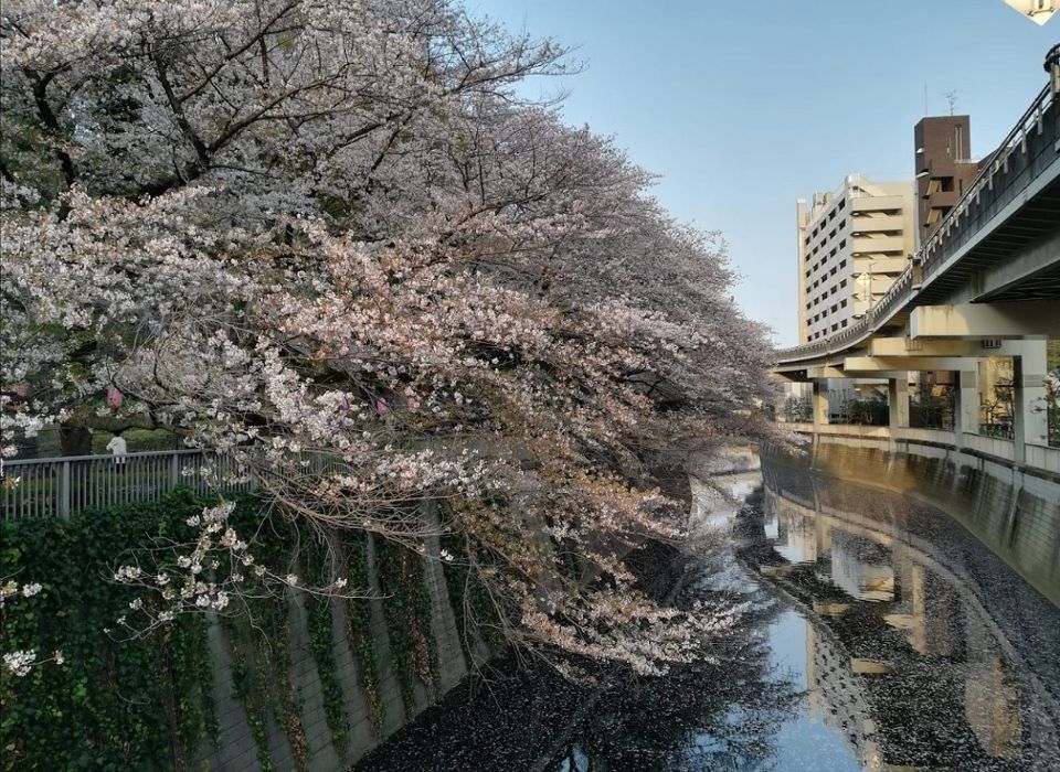 近くの江戸川公園まで486m(徒歩7分)