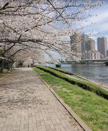 近くの明石町河岸公園まで228m（徒歩3分）