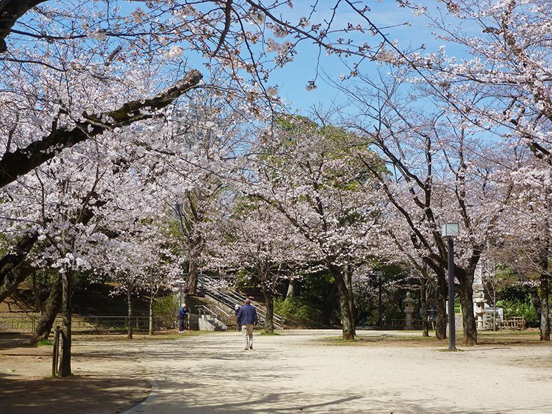 近くの亥鼻公園まで898m（徒歩12分）