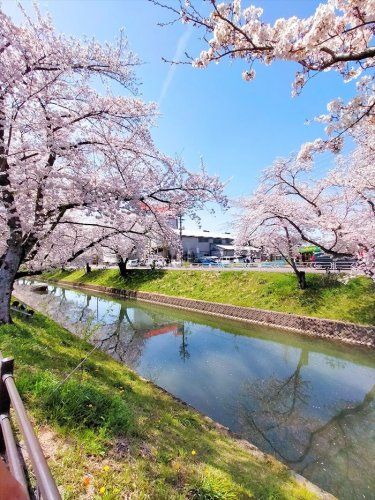 近くの大口町 五条川 桜まで1,671m(徒歩21分)