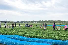 近くの近江舞子いちご園まで353m（徒歩5分）