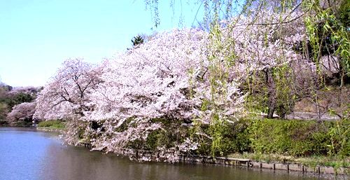 近くの県立 三ツ池公園まで1,535m（徒歩20分）
