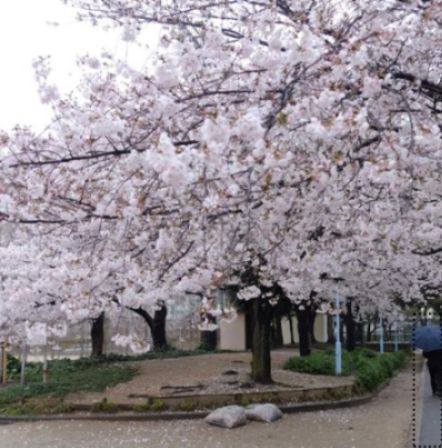 近くの今津公園まで296m(徒歩4分)