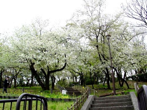 近くの常盤公園まで574m（徒歩8分）