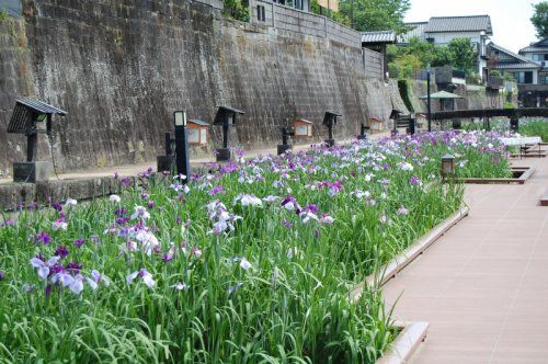 近くの花しょうぶまつりまで623m（徒歩8分）
