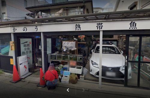 近くの錦鯉・金魚・熱帯魚かのうまで534m（徒歩7分）