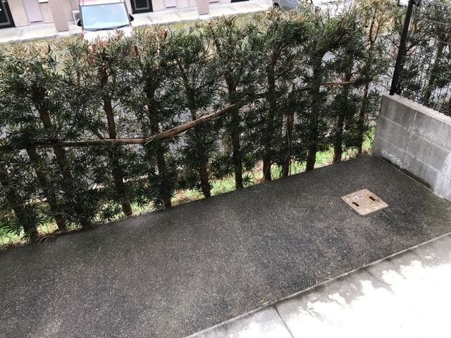 庭