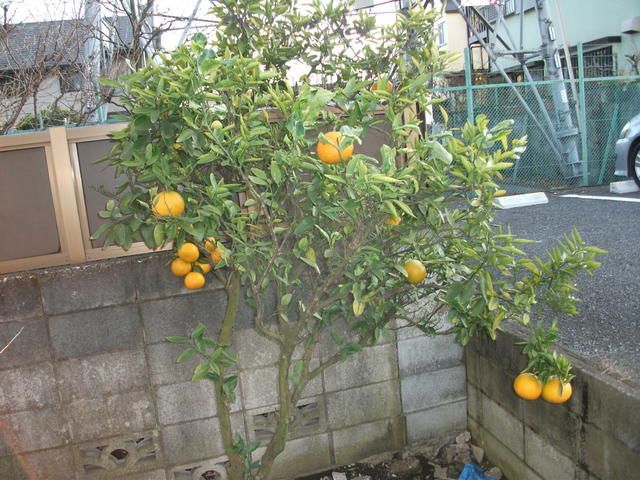 庭