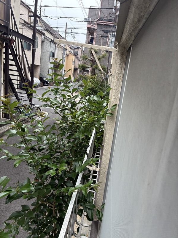 庭