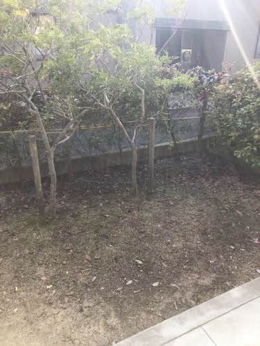 庭