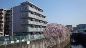 アムール祥の間取り画像