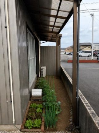 庭