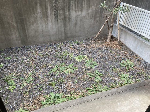 庭