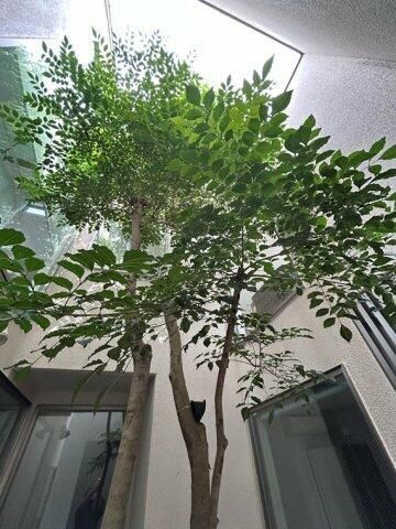 庭