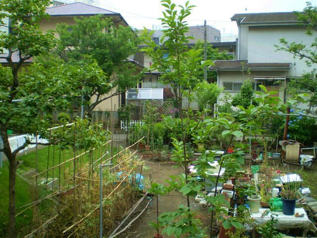 庭