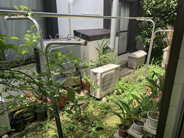 庭
