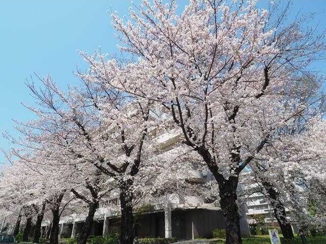 URサンヴァリエ桜堤23号棟806号室の外観画像