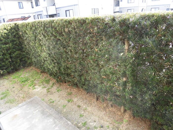 庭