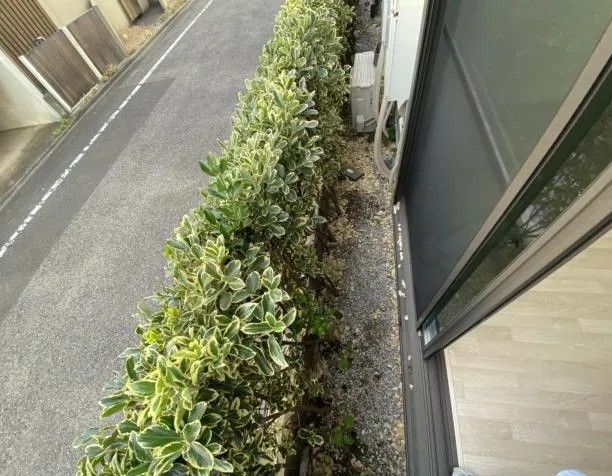 庭
